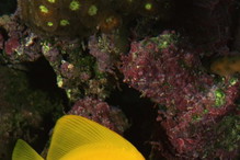 omega-3, ryby