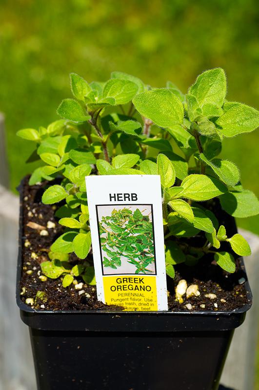 oregano