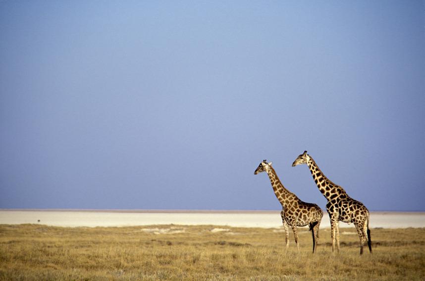 safari, żyrafy