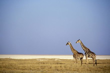 safari, żyrafy