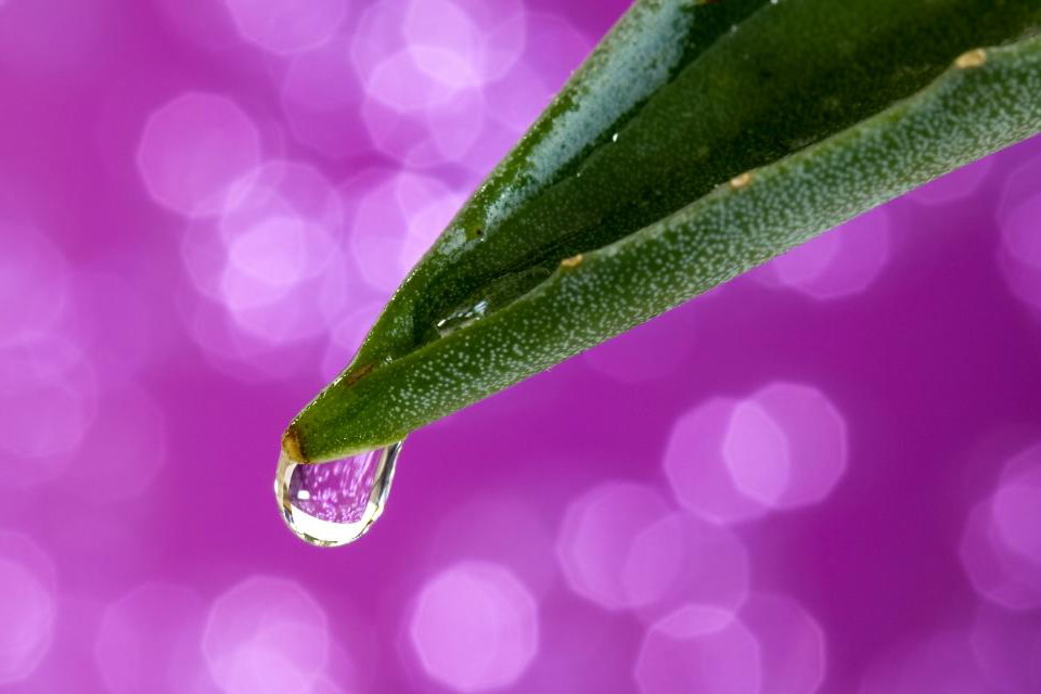 aloes