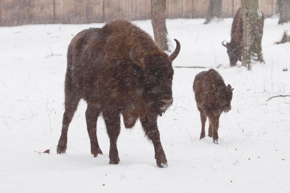 żiubry, Białowieża