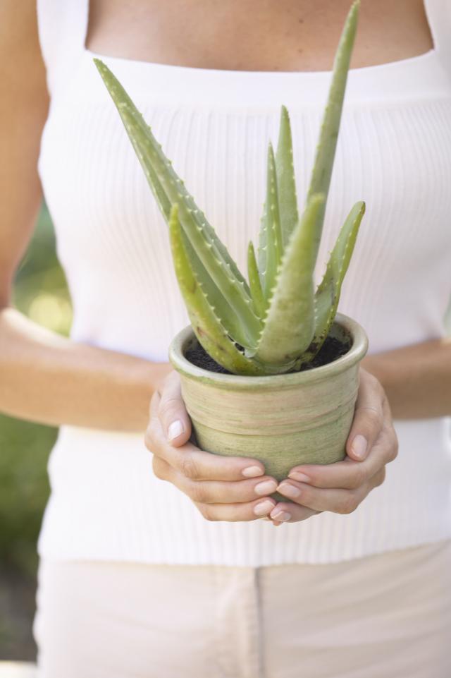 Aloes