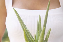 Aloes