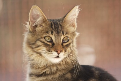 Cat in Sardinia, Italy