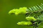 Sosna - zastosowanie w medycynie naturalnej