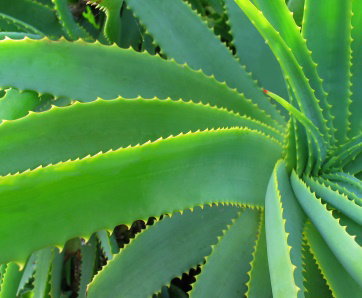Aloes - Panaceum naszych czasów
