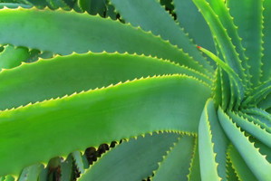 Aloes - Panaceum naszych czasów