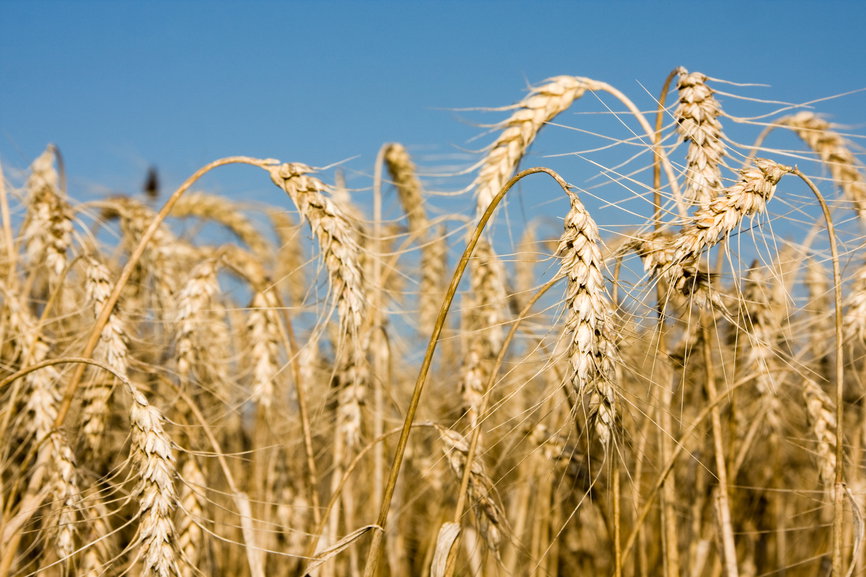 Kuracja zbożowa
