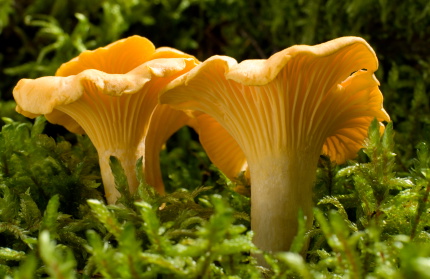 mushroom