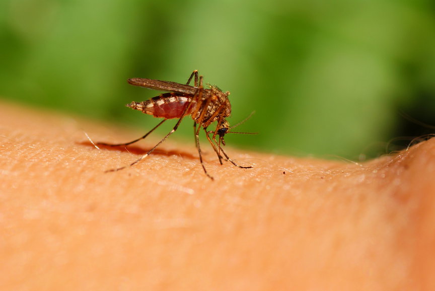 Naturalne metody na użądlenia i ukąszenia owadów