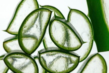 Aloes na zimę