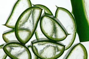 Aloes na zimę