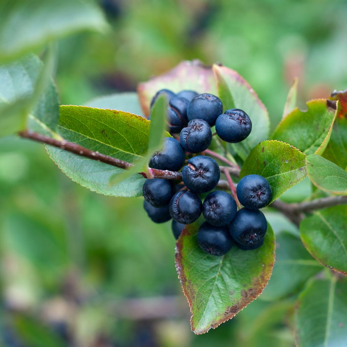 Aronia - mały owoc o wielkiej mocy