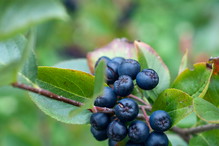 Aronia - mały owoc o wielkiej mocy