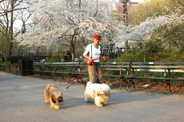 ALLONS35744centralpark2-f157b9c