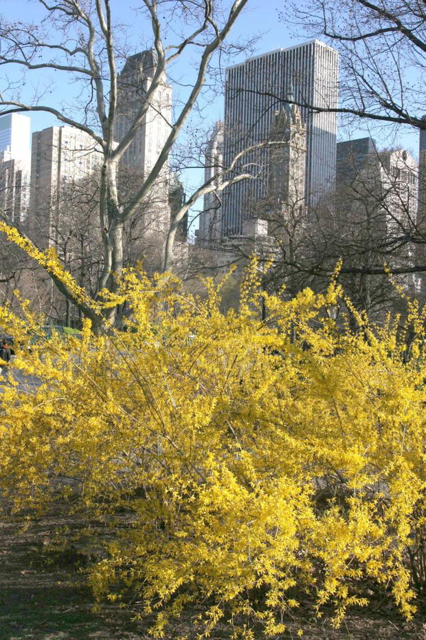 ALLONS136434CENTRAL-PARK-01-a99af07