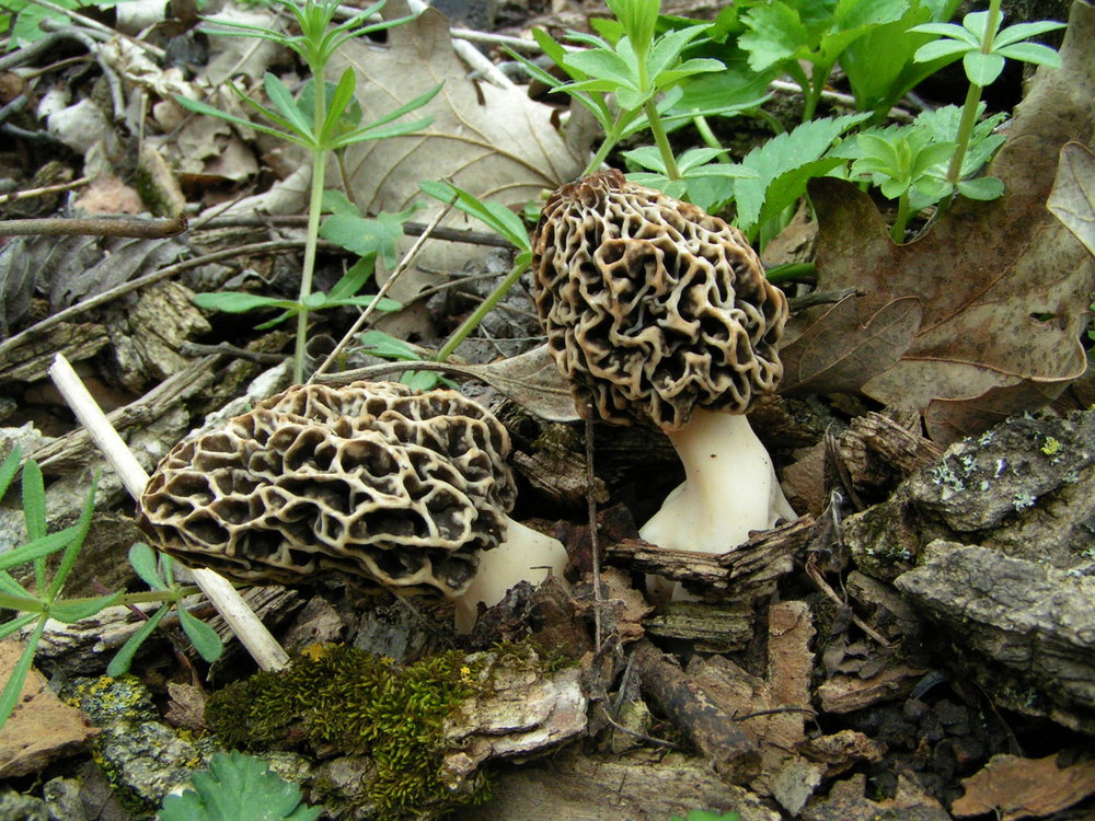 Nieznane