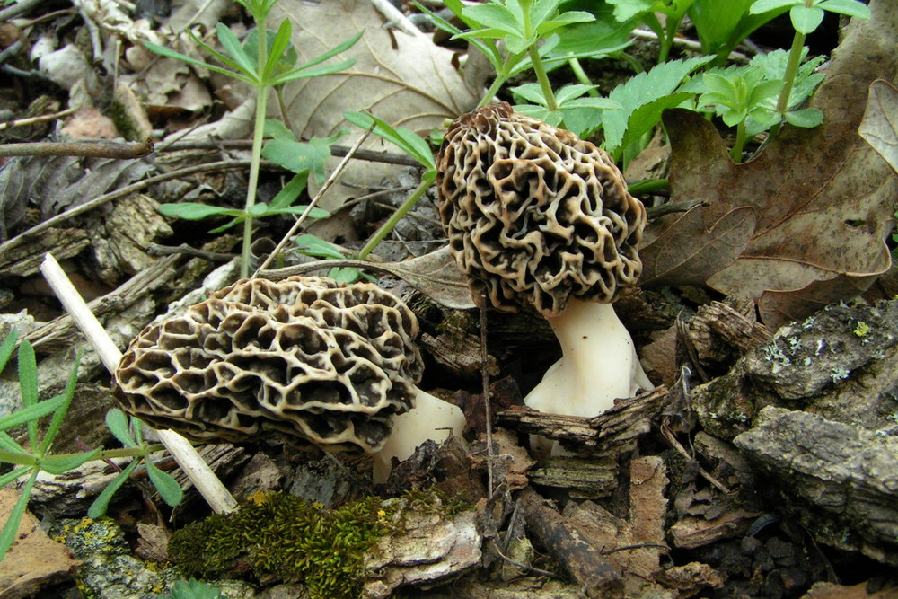 Nieznane