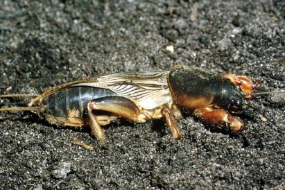 Czywiesz