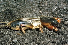 Czywiesz