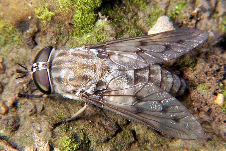 Czywiesz