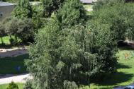 Czy.wieszjak
