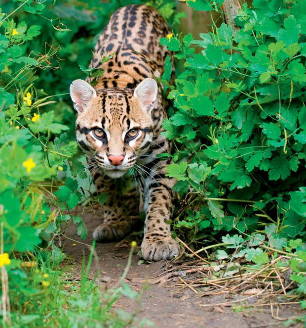 dreamstimeocelot-fb3d6be