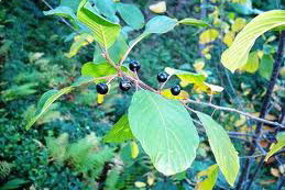 Nieznane