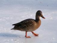 Czywiesz