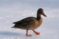 Czywiesz