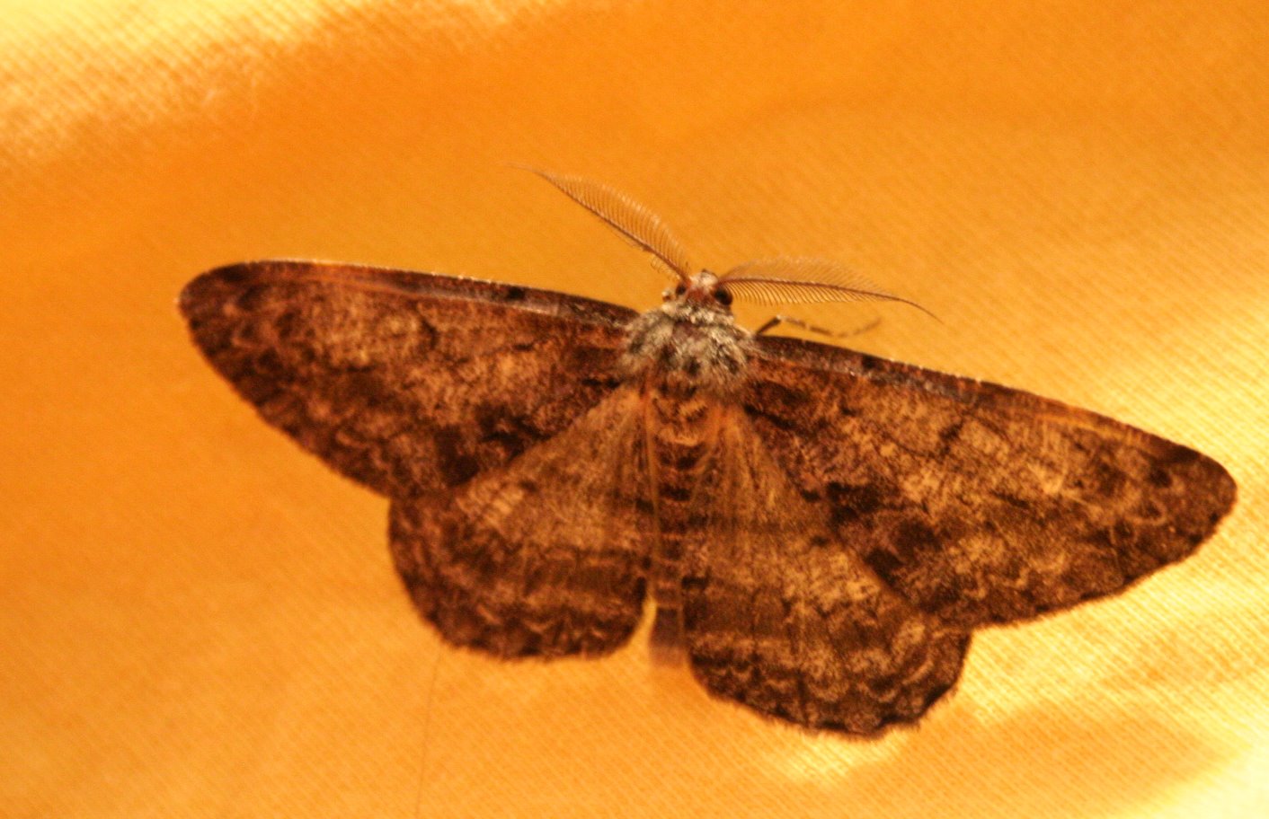 Nieznane