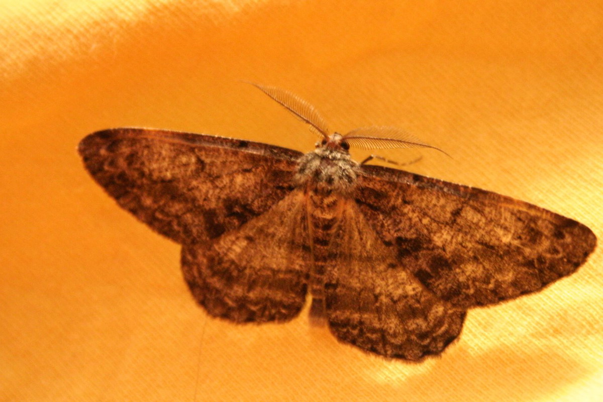 Nieznane