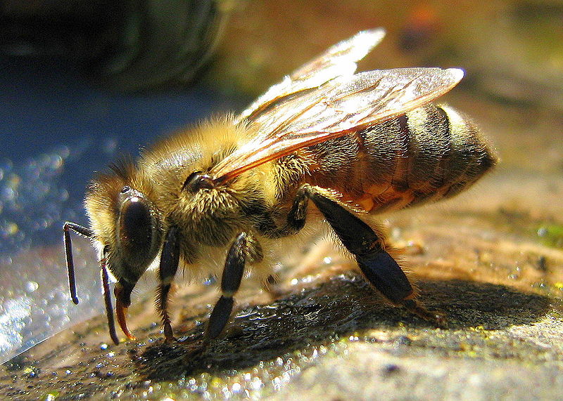 Nieznane