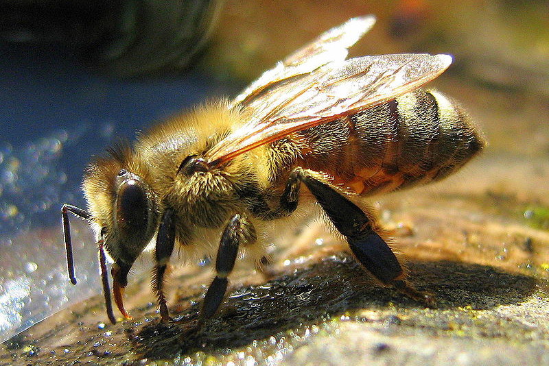 Nieznane