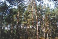 Czywiesz