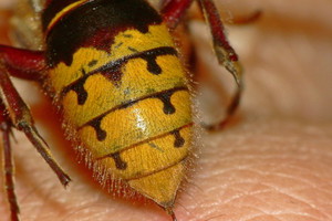 Nieznane