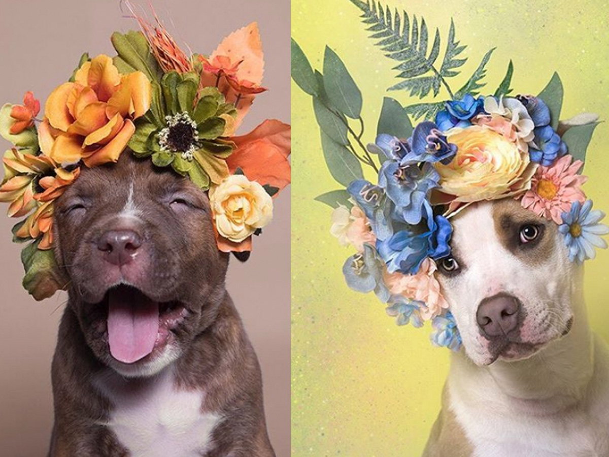 Akcja społeczna #pitbullflowerpower