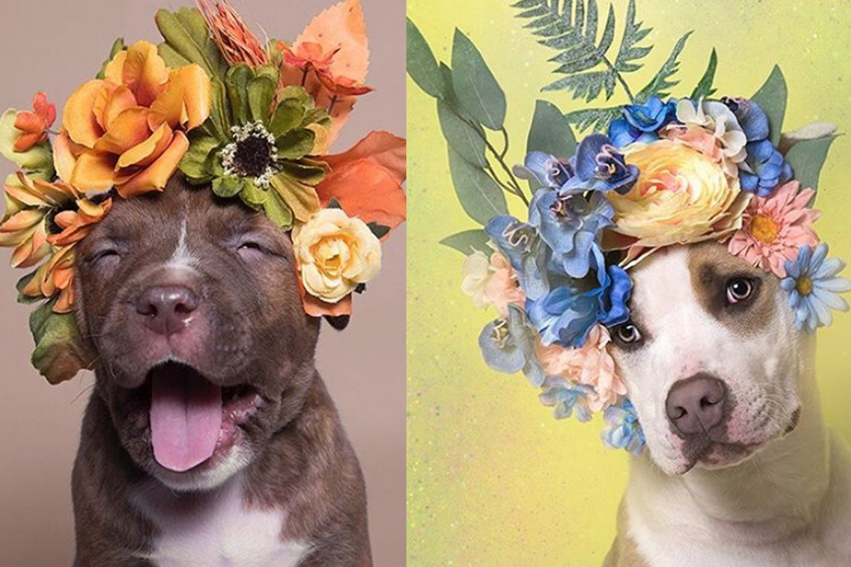 Akcja społeczna #pitbullflowerpower
