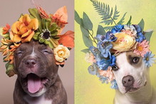Akcja społeczna #pitbullflowerpower