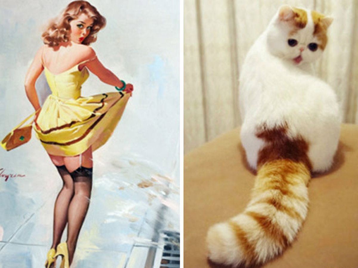 kot przypominający Pin Up Girl