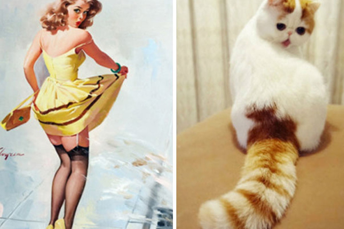kot przypominający Pin Up Girl