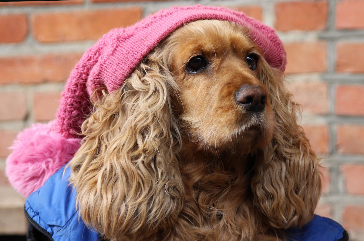 cocker spaniel