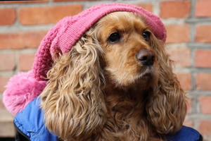 cocker spaniel