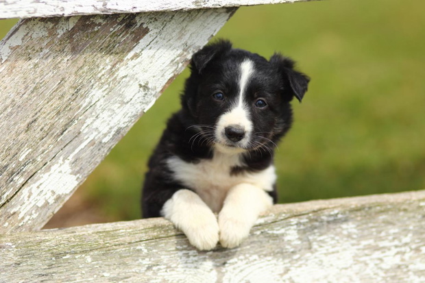 border-collie-2423294-60a1a1f