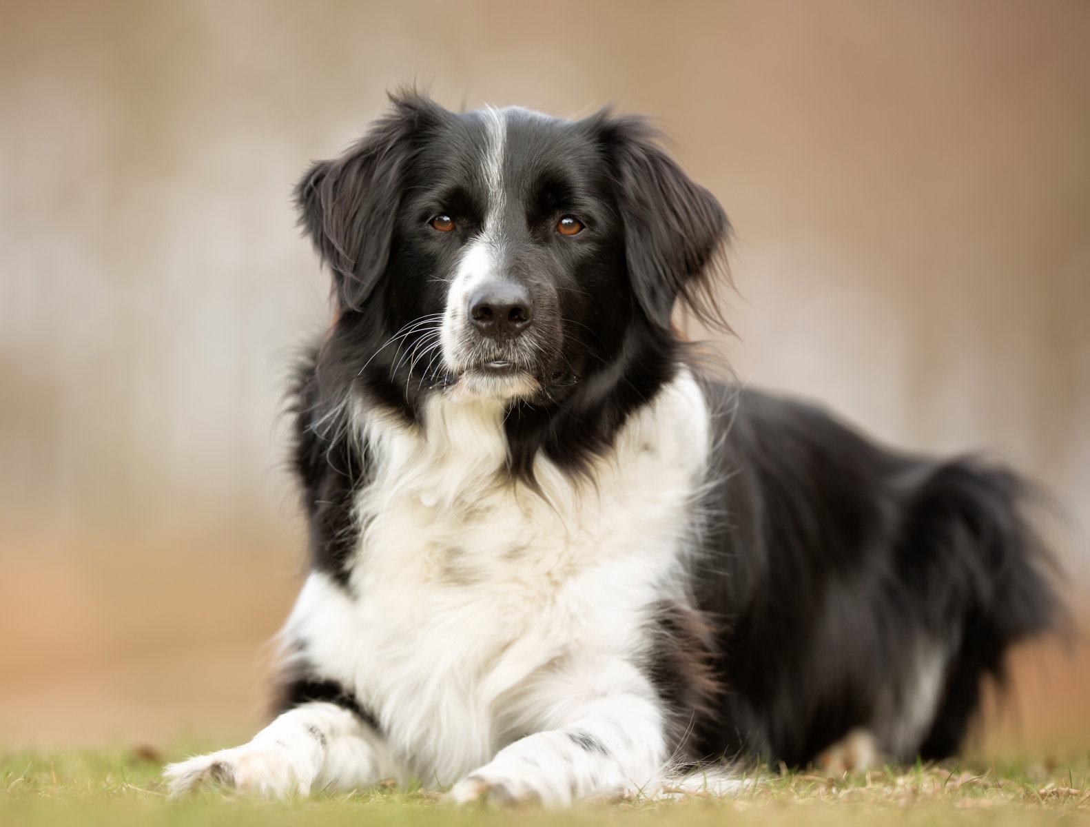 border collie