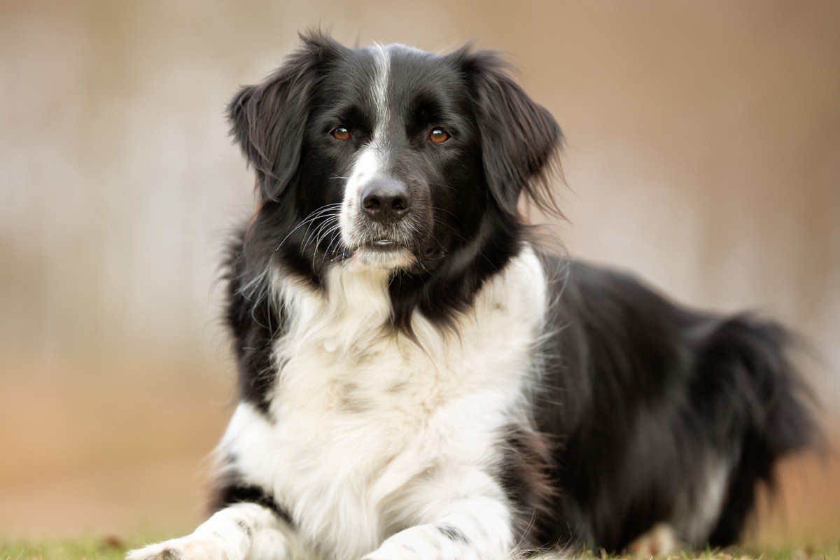 border collie