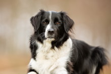 border collie