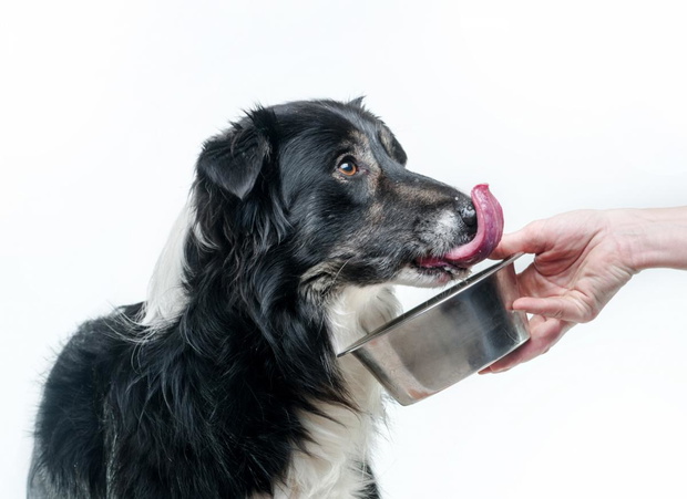 border-collie-2423297-d6a96ae
