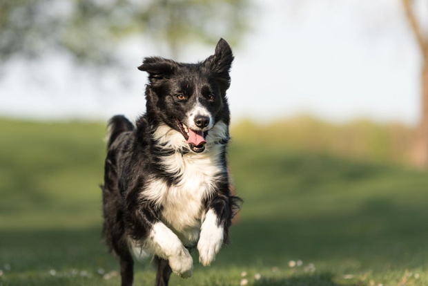 border-collie-2423298-a5d460c